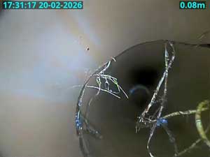A Broken Drain & Root Ingress.