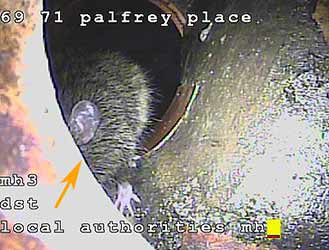 Sewer Rat Drainage Investigations