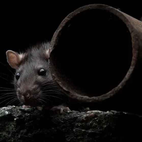 Rodent Infestation Detection & Prevention