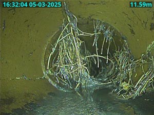 A problem drain investigation in Richmond found tree root ingress to be the underlying fault.